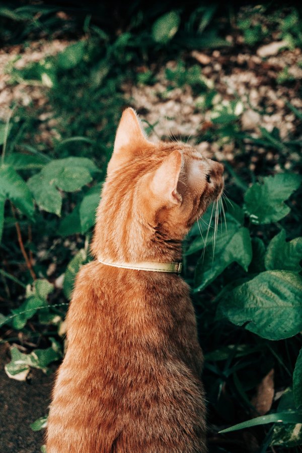 How to Cultivate a Green Thumb and Create Beautiful Gardens and Landscapes?